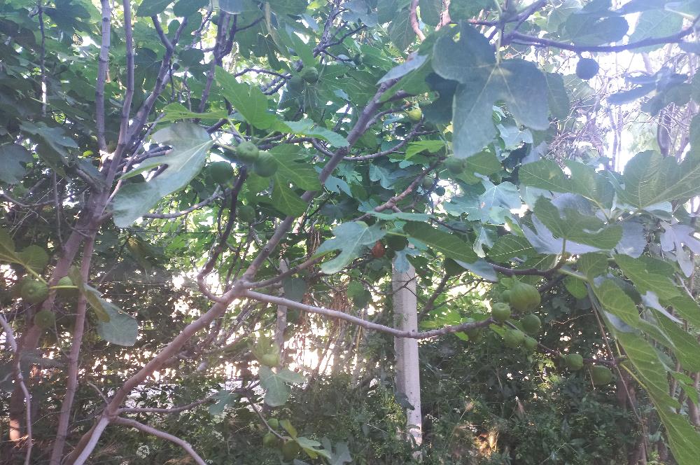 712 m2 ARSA ve MEYVE AĞAÇLARI İÇİNDE 3+1,140m2,DOĞALGAZ KOMBİLİ