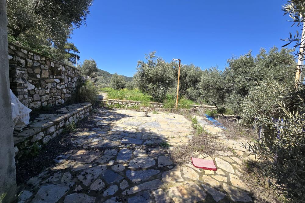 Milas Kuzyaka'da Altyapılı Satılık Yatırımlık Zeytinlik