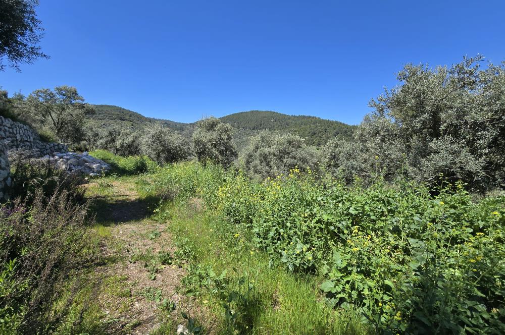 Milas Kuzyaka'da Altyapılı Satılık Yatırımlık Zeytinlik