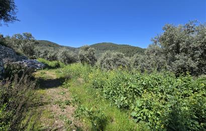 Milas Kuzyaka'da Altyapılı Satılık Yatırımlık Zeytinlik