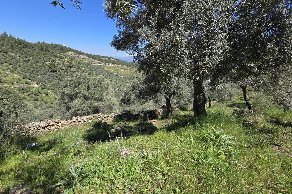 Milas Kuzyaka'da Altyapılı Satılık Yatırımlık Zeytinlik