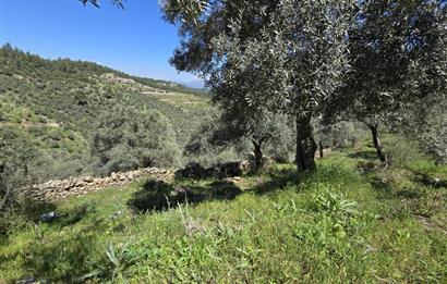 Milas Kuzyaka'da Altyapılı Satılık Yatırımlık Zeytinlik