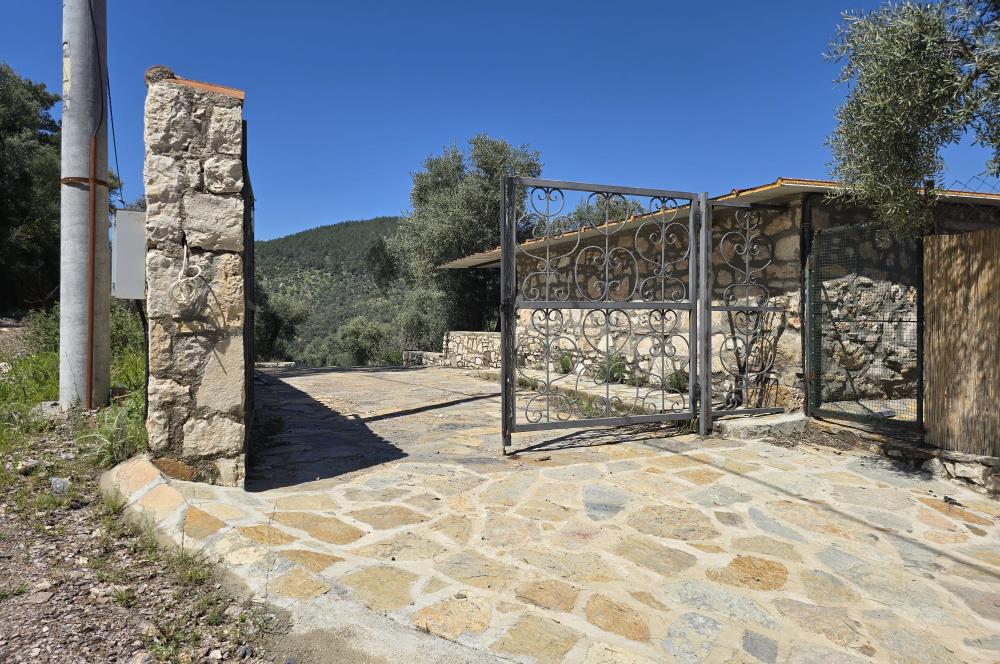 Milas Kuzyaka'da Altyapılı Satılık Yatırımlık Zeytinlik