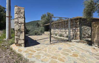 Milas Kuzyaka'da Altyapılı Satılık Yatırımlık Zeytinlik