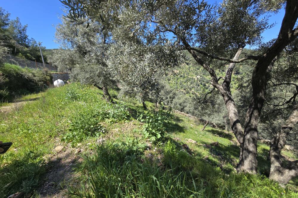 Milas Kuzyaka'da Altyapılı Satılık Yatırımlık Zeytinlik