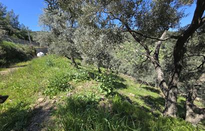 Milas Kuzyaka'da Altyapılı Satılık Yatırımlık Zeytinlik