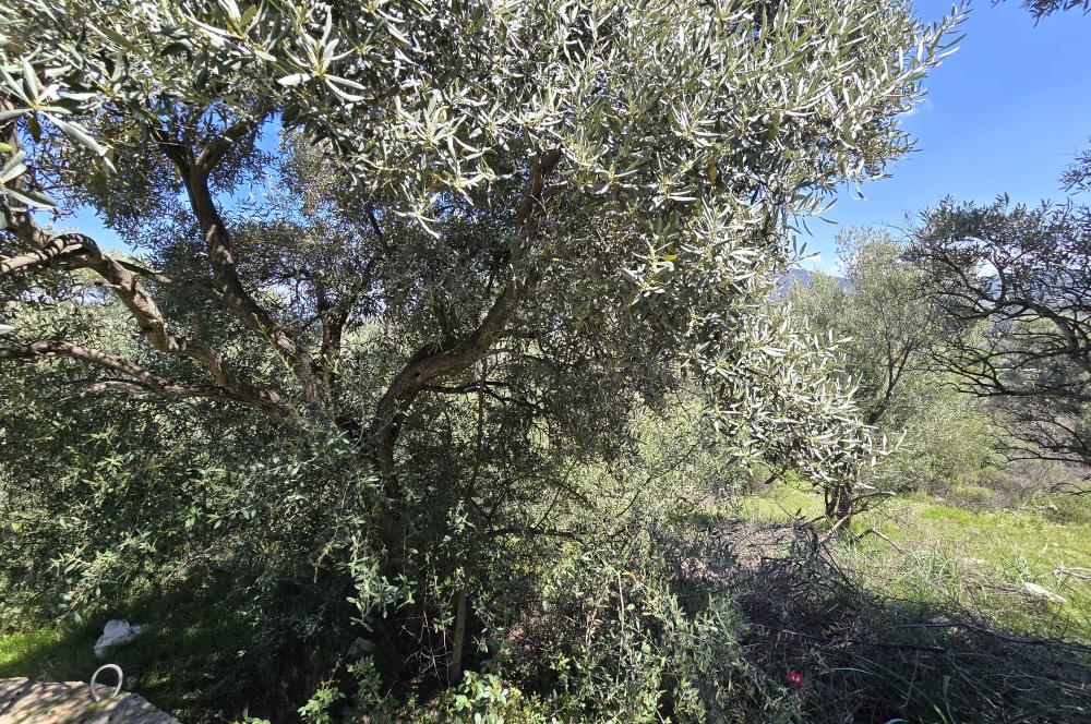 Milas Kuzyaka'da Altyapılı Satılık Yatırımlık Zeytinlik
