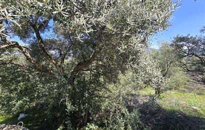 Milas Kuzyaka'da Altyapılı Satılık Yatırımlık Zeytinlik