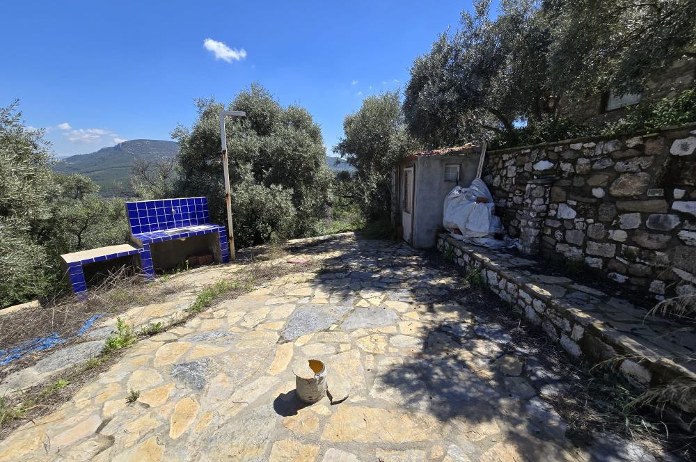 Milas Kuzyaka'da Altyapılı Satılık Yatırımlık Zeytinlik