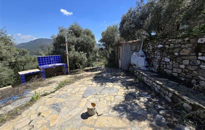 Milas Kuzyaka'da Altyapılı Satılık Yatırımlık Zeytinlik