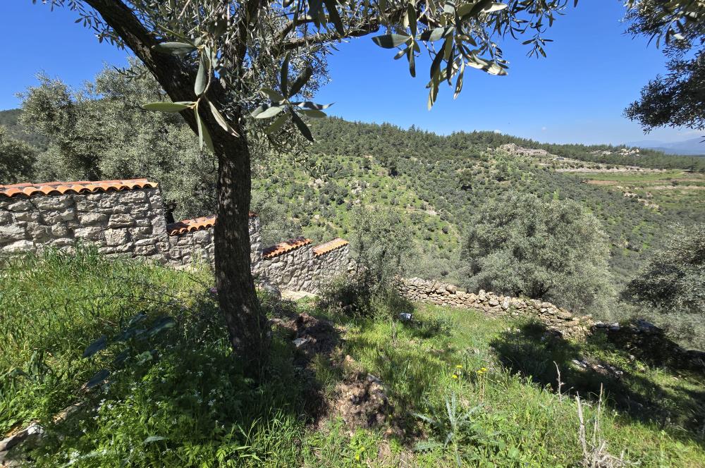 Milas Kuzyaka'da Altyapılı Satılık Yatırımlık Zeytinlik