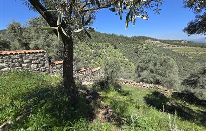 Milas Kuzyaka'da Altyapılı Satılık Yatırımlık Zeytinlik