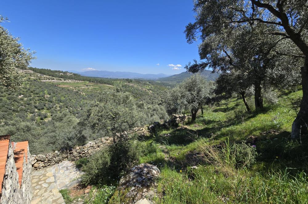 Milas Kuzyaka'da Altyapılı Satılık Yatırımlık Zeytinlik