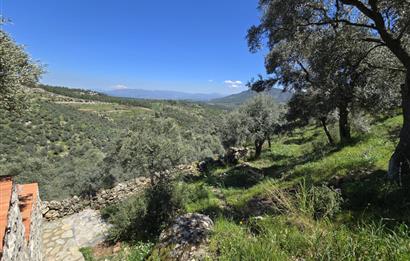 Milas Kuzyaka'da Altyapılı Satılık Yatırımlık Zeytinlik