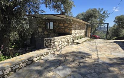 Milas Kuzyaka'da Altyapılı Satılık Yatırımlık Zeytinlik