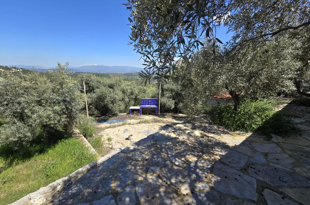 Milas Kuzyaka'da Altyapılı Satılık Yatırımlık Zeytinlik