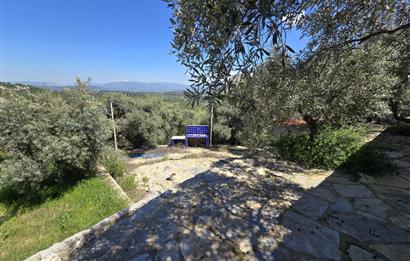 Milas Kuzyaka'da Altyapılı Satılık Yatırımlık Zeytinlik