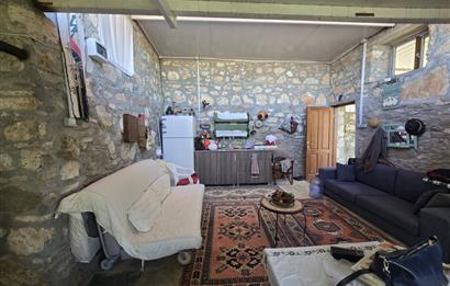 Milas Kuzyaka'da Altyapılı Satılık Yatırımlık Zeytinlik