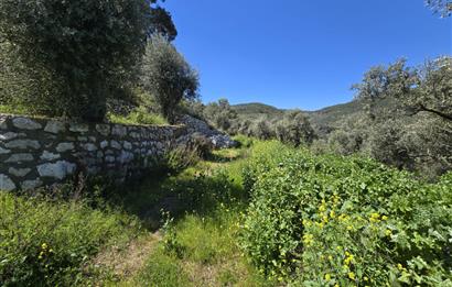 Milas Kuzyaka'da Altyapılı Satılık Yatırımlık Zeytinlik
