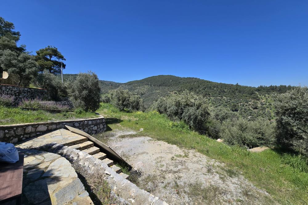 Milas Kuzyaka'da Altyapılı Satılık Yatırımlık Zeytinlik