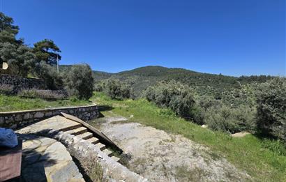 Milas Kuzyaka'da Altyapılı Satılık Yatırımlık Zeytinlik