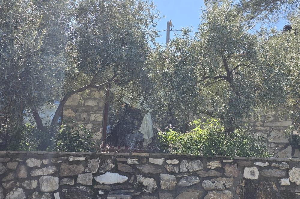 Milas Kuzyaka'da Altyapılı Satılık Yatırımlık Zeytinlik