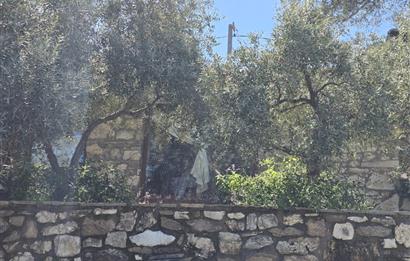 Milas Kuzyaka'da Altyapılı Satılık Yatırımlık Zeytinlik