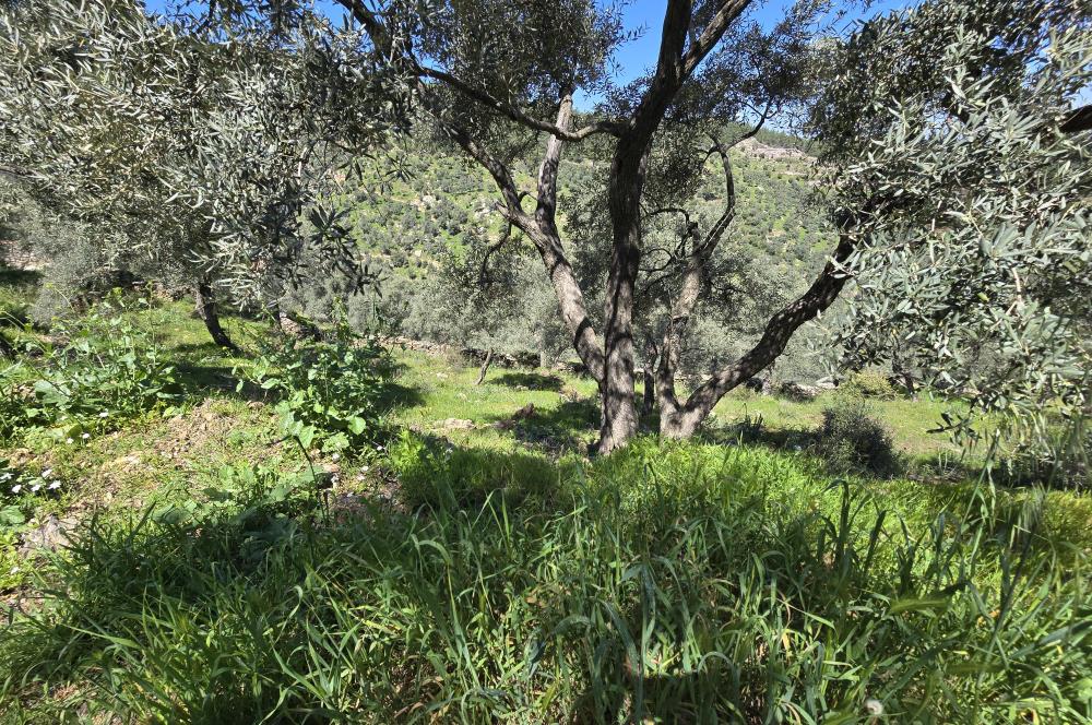 Milas Kuzyaka'da Altyapılı Satılık Yatırımlık Zeytinlik