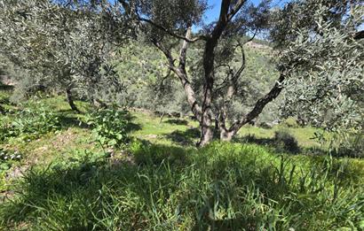 Milas Kuzyaka'da Altyapılı Satılık Yatırımlık Zeytinlik