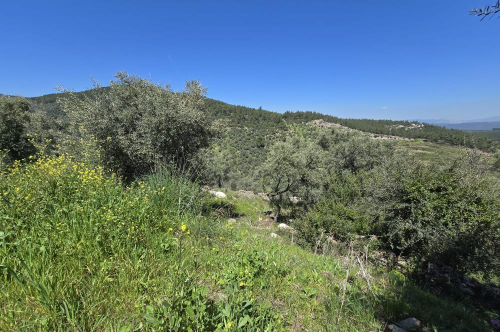 Milas Kuzyaka'da Altyapılı Satılık Yatırımlık Zeytinlik