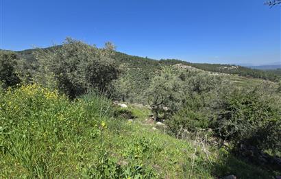 Milas Kuzyaka'da Altyapılı Satılık Yatırımlık Zeytinlik