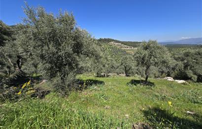 Milas Kuzyaka'da Altyapılı Satılık Yatırımlık Zeytinlik