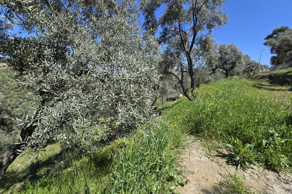 Milas Kuzyaka'da Altyapılı Satılık Yatırımlık Zeytinlik
