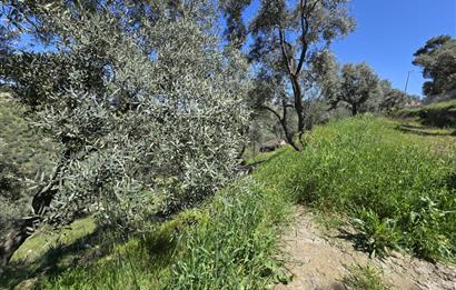 Milas Kuzyaka'da Altyapılı Satılık Yatırımlık Zeytinlik