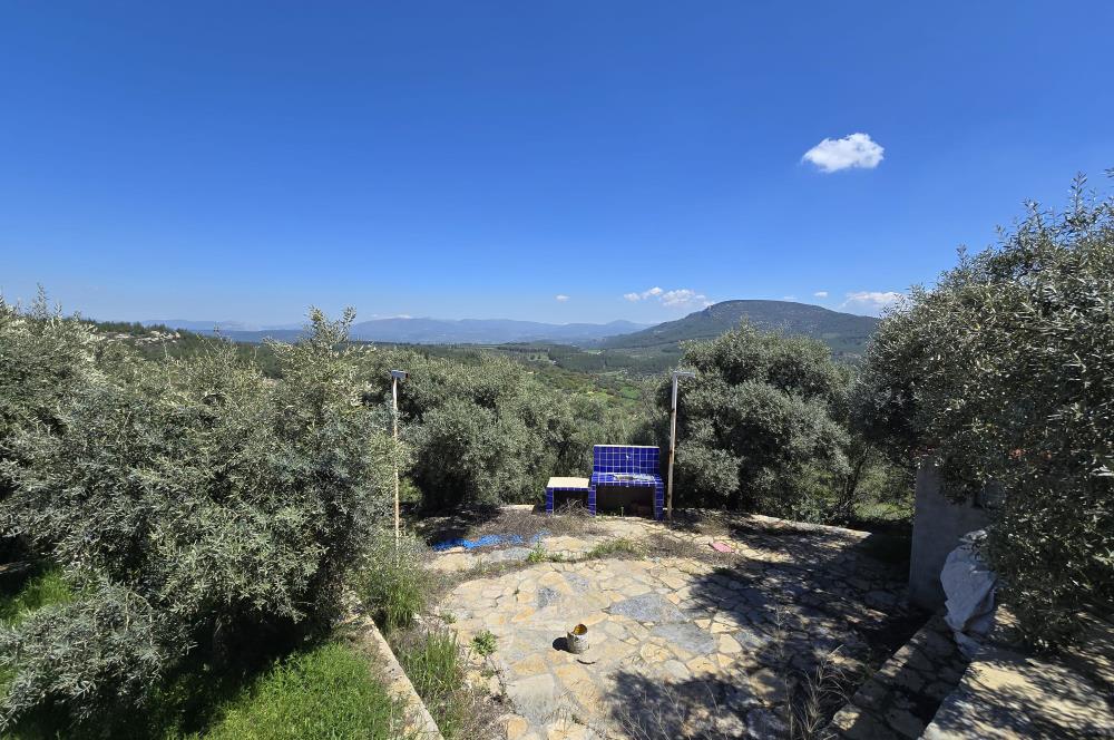 Milas Kuzyaka'da Altyapılı Satılık Yatırımlık Zeytinlik