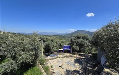 Milas Kuzyaka'da Altyapılı Satılık Yatırımlık Zeytinlik