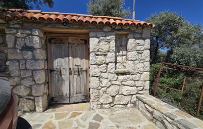 Milas Kuzyaka'da Altyapılı Satılık Yatırımlık Zeytinlik