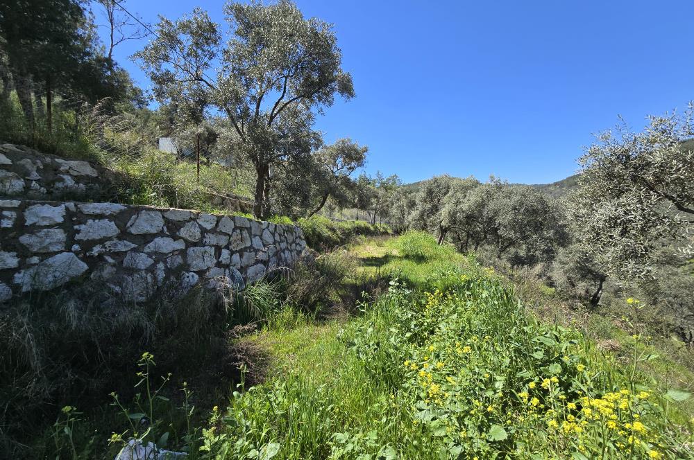 Milas Kuzyaka'da Altyapılı Satılık Yatırımlık Zeytinlik