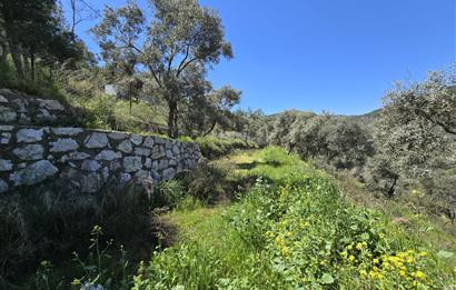 Milas Kuzyaka'da Altyapılı Satılık Yatırımlık Zeytinlik