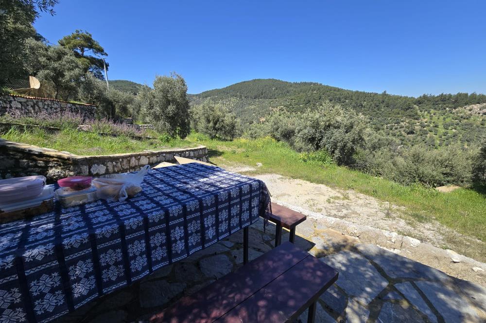 Milas Kuzyaka'da Altyapılı Satılık Yatırımlık Zeytinlik