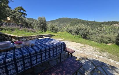 Milas Kuzyaka'da Altyapılı Satılık Yatırımlık Zeytinlik