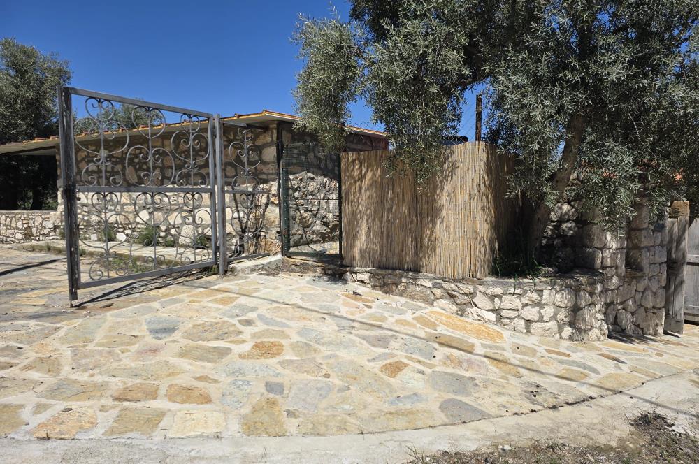 Milas Kuzyaka'da Altyapılı Satılık Yatırımlık Zeytinlik