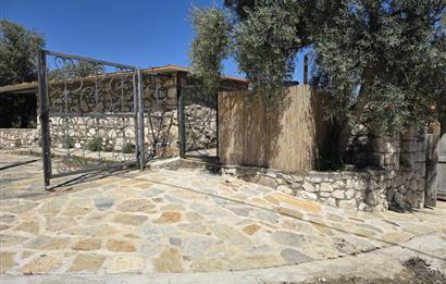 Milas Kuzyaka'da Altyapılı Satılık Yatırımlık Zeytinlik