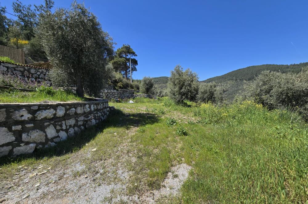 Milas Kuzyaka'da Altyapılı Satılık Yatırımlık Zeytinlik