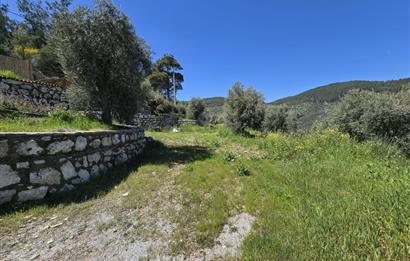 Milas Kuzyaka'da Altyapılı Satılık Yatırımlık Zeytinlik