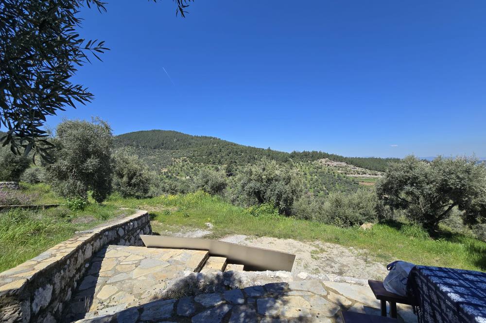 Milas Kuzyaka'da Altyapılı Satılık Yatırımlık Zeytinlik