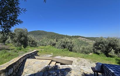 Milas Kuzyaka'da Altyapılı Satılık Yatırımlık Zeytinlik