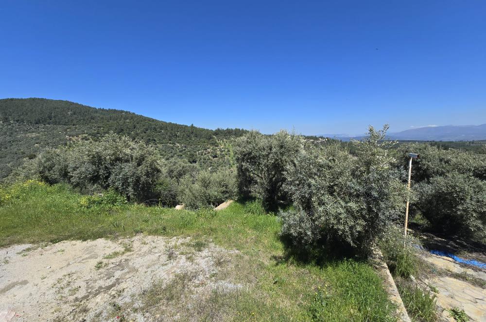 Milas Kuzyaka'da Altyapılı Satılık Yatırımlık Zeytinlik
