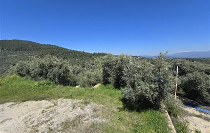 Milas Kuzyaka'da Altyapılı Satılık Yatırımlık Zeytinlik