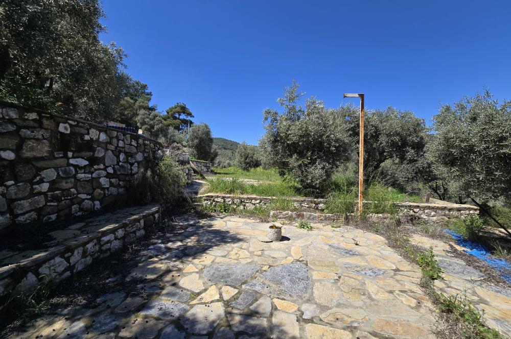 Milas Kuzyaka'da Altyapılı Satılık Yatırımlık Zeytinlik